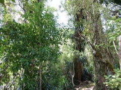 Melicytus macrophyllus