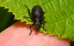 Attactagenus plumbeus