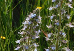 Echium lusitanicum