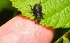 Attactagenus plumbeus