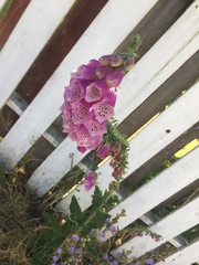Digitalis purpurea