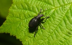 Attactagenus plumbeus