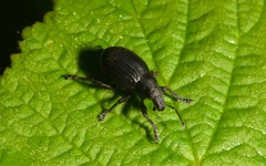 Attactagenus plumbeus