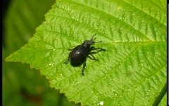 Attactagenus plumbeus