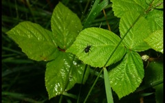 Attactagenus plumbeus