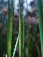 Puccinia allii