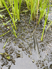 Sarmentypnum exannulatum