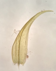 Sarmentypnum exannulatum