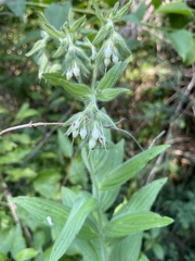 Lithospermum parviflorum