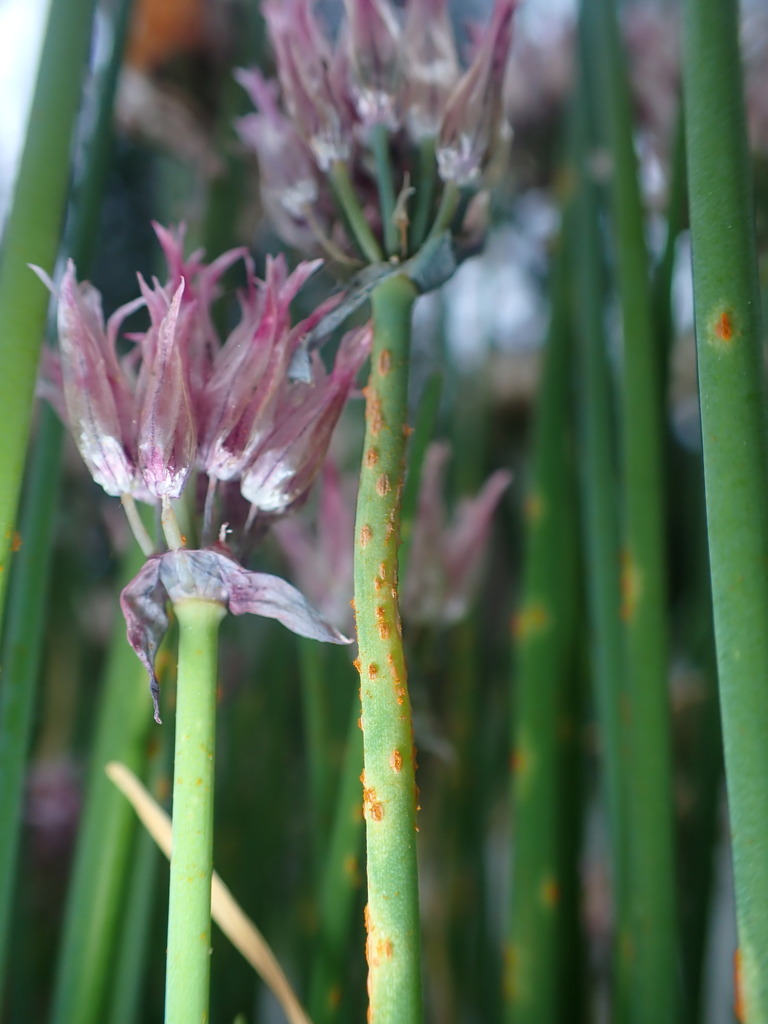 Allium Rust