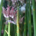 Allium Rust - Photo (c) Rand Workman, some rights reserved (CC BY-SA), uploaded by Rand Workman