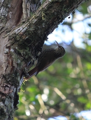 Lepidocolaptes falcinellus