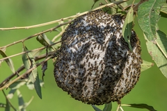 Protonectarina sylveirae
