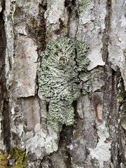 Heterodermia squamulosa