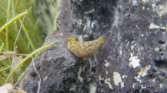 Navanax gemmatus