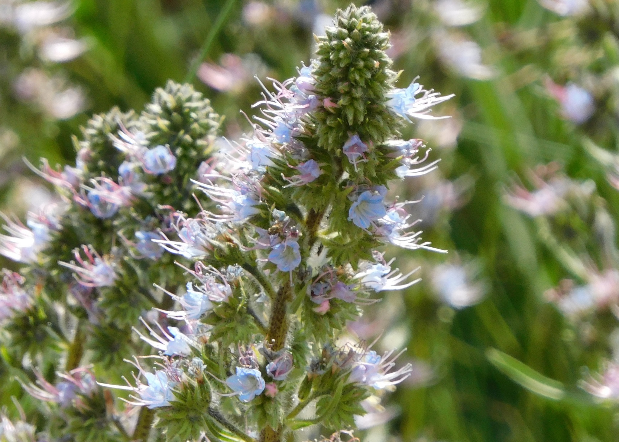 Echium lusitanicum