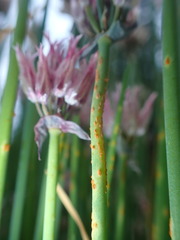 Puccinia allii