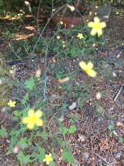 Mycelis muralis