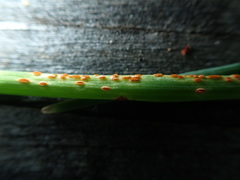 Puccinia allii