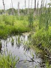 Sphagnum subsecundum