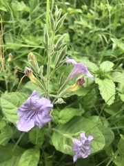 Ruellia occidentalis