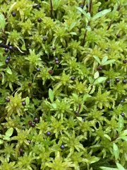 Sphagnum subsecundum