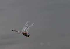 Epitheca petechialis