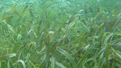 Thalassia
