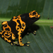 Yellow-headed Poison Dart Frog - Photo (c) Josh Vandermeulen, some rights reserved (CC BY-NC-ND)