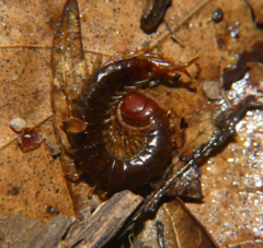 Scolopocryptops nigridius