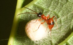 Gelis melanocephalus