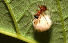 Gelis melanocephalus