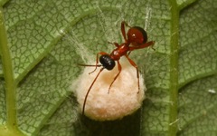 Gelis melanocephalus