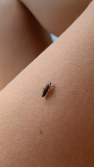 Homalodisca vitripennis