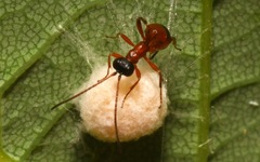 Gelis melanocephalus