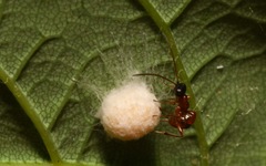 Gelis melanocephalus