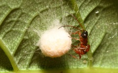 Gelis melanocephalus