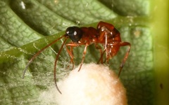 Gelis melanocephalus