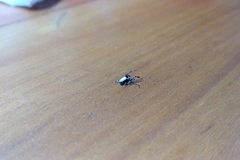 Kapogea sellata
