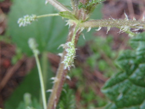 Image of Urtica morifolia by (c) Daniel Cahen, some rights reserved (CC BY)
