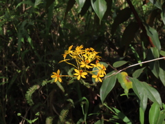 Epidendrum melinanthum