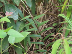 Epidendrum melinanthum