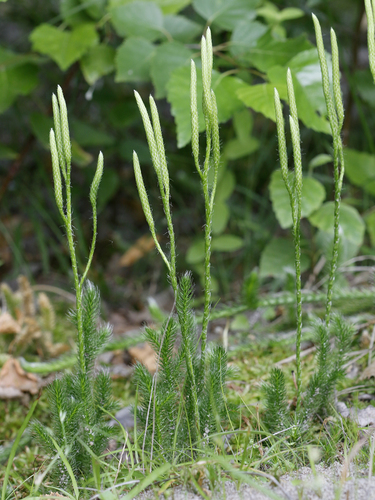 Lycopodium clavatum