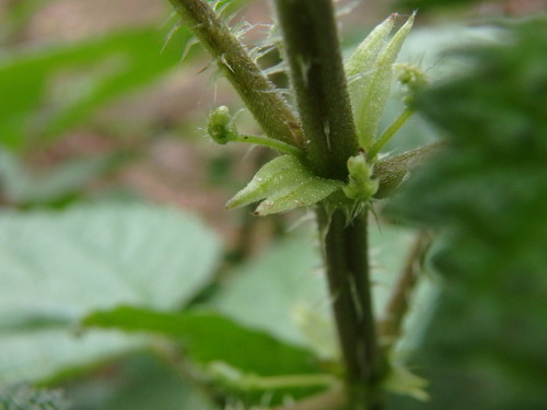Image of Urtica morifolia by (c) Daniel Cahen, some rights reserved (CC BY)
