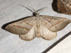Scotopteryx