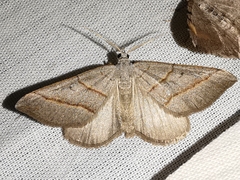 Scotopteryx