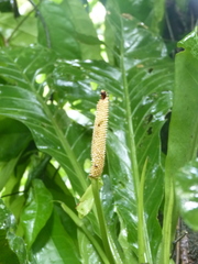 Anthurium consobrinum