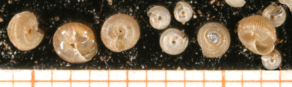 Spermodea