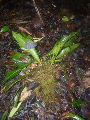 Anthurium consobrinum
