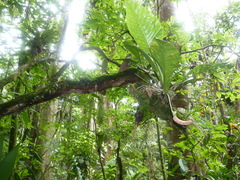 Anthurium consobrinum